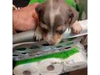 Dachshund Puppy for sale in Boonville, MO, USA