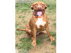 Adopt AMBITIOUS a Pit Bull Terrier, Mixed Breed