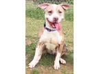 Adopt RUBY a Pit Bull Terrier