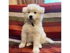 Samoyed Puppy for sale in Attleboro, MA, USA