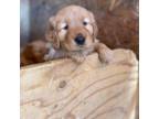 Golden Retriever Puppy for sale in Los Angeles, CA, USA