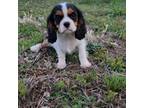 Cavalier King Charles Spaniel Puppy for sale in Parker, CO, USA