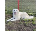 Adopt Dolly Parton a Great Pyrenees