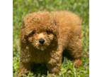 Toy poodle