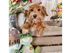 Maltipoo Puppy for sale in Batesville, AR, USA