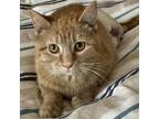 Adopt Tumeric a Domestic Short Hair