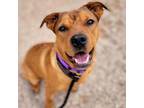 Adopt SANGRIA* a Pit Bull Terrier, Shar-Pei