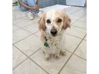 Adopt Tini a Spaniel, Mixed Breed