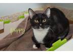 Adopt Poppy a Domestic Short Hair