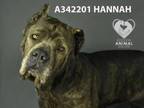 Adopt HANNAH a Cane Corso