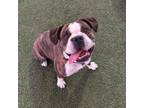 Adopt Betty a Boxer