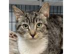 Adopt Cadbury a Domestic Short Hair