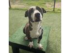 Adopt Winnie a Pit Bull Terrier, Mixed Breed