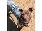 Adopt PORTA a Pit Bull Terrier