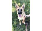 Adopt CATELYN STARK a German Shepherd Dog