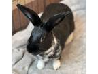 Adopt Mascarpone a Bunny Rabbit