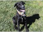 Adopt WILMA a Great Dane, Mastiff