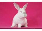 Adopt DAFFODIL a Bunny Rabbit