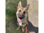 Adopt Genesis a German Shepherd Dog