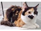 Adopt Sapphire V a Domestic Medium Hair