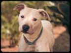 Adopt BRIE a Dogo Argentino