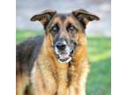 Adopt RHAPSODY a German Shepherd Dog