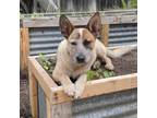 Adopt JULIE a Australian Cattle Dog / Blue Heeler, Mixed Breed