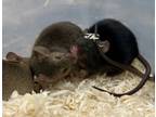Adopt Mitzana a Mouse