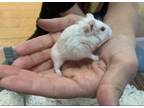 Adopt Puddles a Hamster