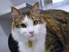 Adopt ZOEY a Domestic Medium Hair