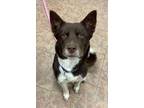 Adopt Mowgli a Siberian Husky, Border Collie