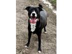 Adopt BELLA a Labrador Retriever, Australian Cattle Dog / Blue Heeler