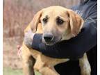 Adopt CT Magenta a Great Pyrenees, Black Mouth Cur