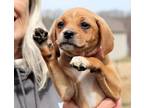 Adopt CT Dixie a Hound