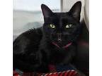 Adopt Caroline a Domestic Short Hair