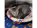 Adopt Tigerlily a Domestic Short Hair