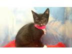 Adopt LEAH a Domestic Medium Hair