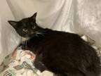 Adopt ABIGAIL a Domestic Short Hair