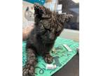 Adopt LITTLE TAIL a Domestic Short Hair