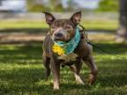 Adopt TWIGGY a Pit Bull Terrier