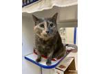 Adopt MOCHI a Domestic Short Hair