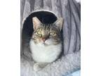 Adopt Dani a Tabby