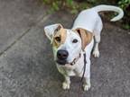 Adopt MALINA a Hound, Mixed Breed