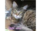 Adopt ANGEL a Domestic Medium Hair