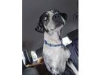 Adopt Blue a Catahoula Leopard Dog