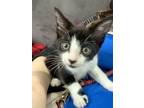 Adopt Volcano a Domestic Short Hair