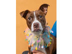 Adopt Sophie a Pit Bull Terrier, Mixed Breed