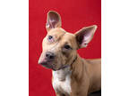 Adopt Mystic a Pit Bull Terrier, Mixed Breed