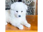 Samoyed Puppy for sale in Mount Vernon, MO, USA