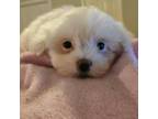 Maltese Puppy for sale in Myrtle Beach, SC, USA